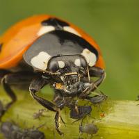 Seven Spot Ladybird eating Aphids 3 